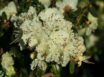 R.chryseum